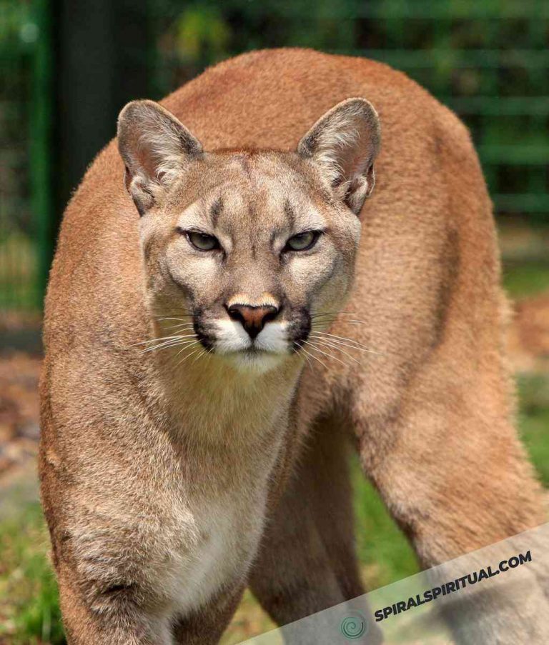 What Does a Cougar Symbolize Spiritually?
