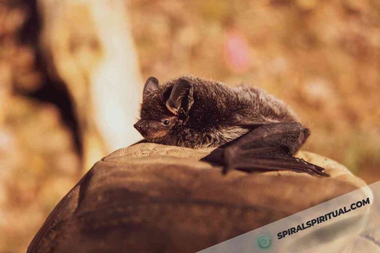 What Do Bats Symbolize Spiritually?