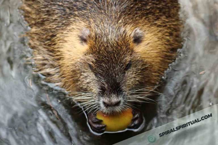 What Do Beavers Symbolize Spiritually?