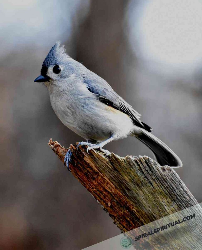What Do Birds Symbolize Spiritually?