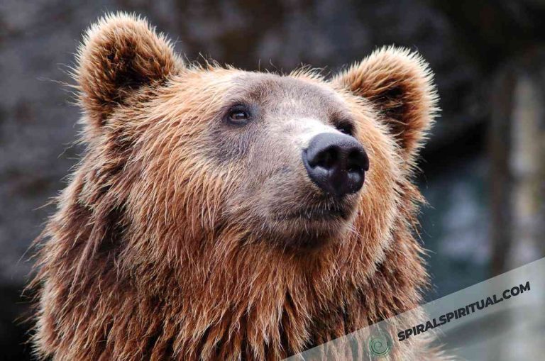 What Does a Brown Bear Symbolize Spiritually?