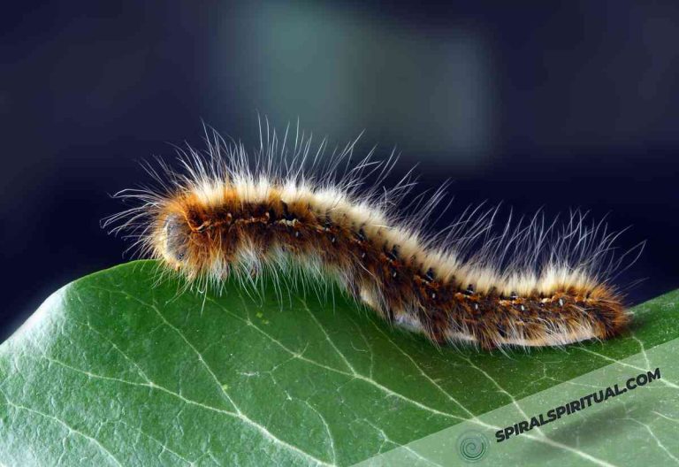 What Do Caterpillars Symbolize Spiritually?