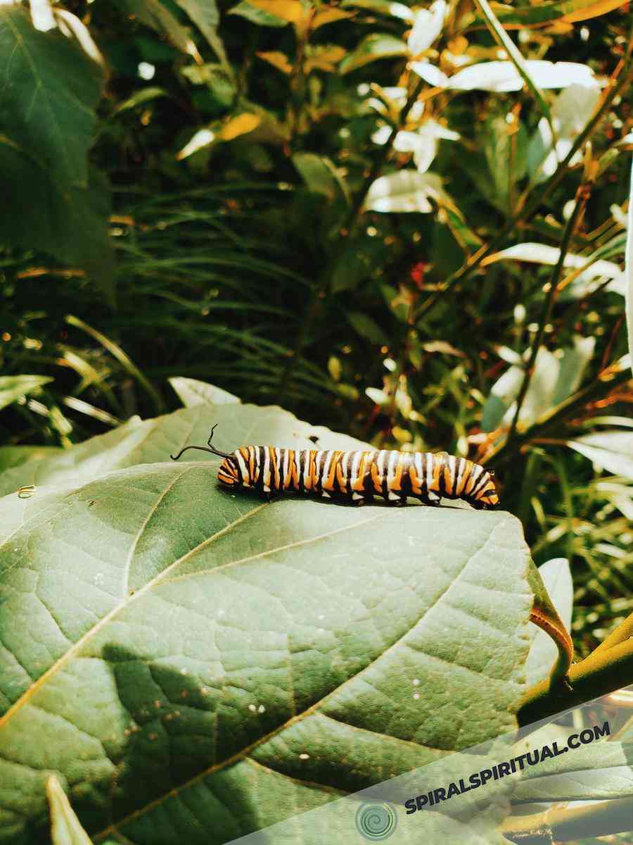 caterpillars and spirituality 