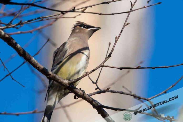 What Does a Cedar Waxwing Symbolize Spiritually?