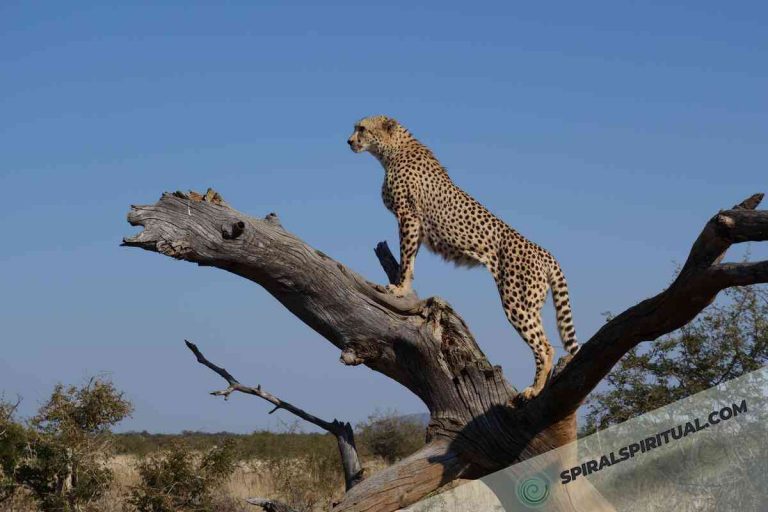 What Do Cheetahs Symbolize Spiritually?