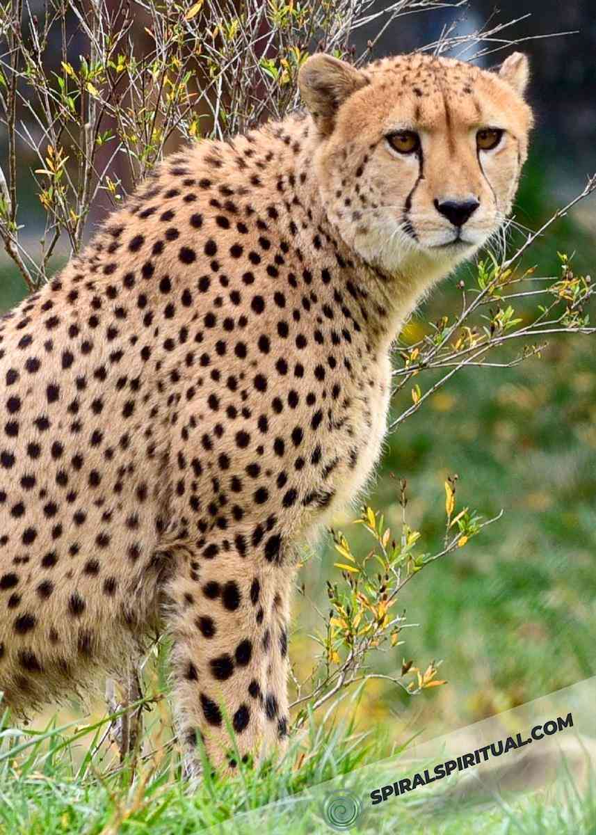 cheetahs in spiritual symbolism 
