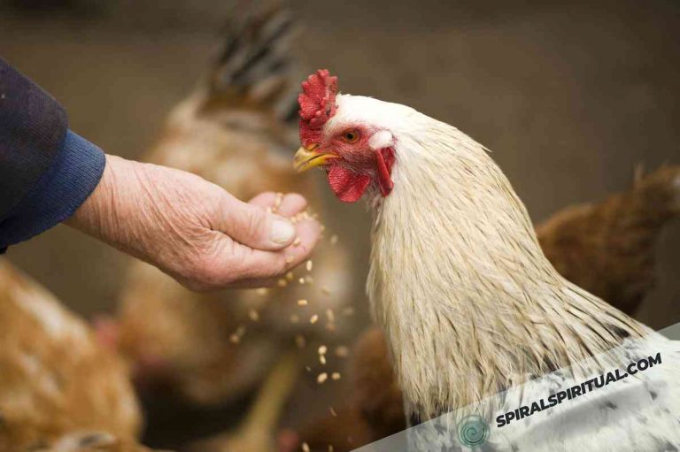 What Do Chickens Symbolize Spiritually?