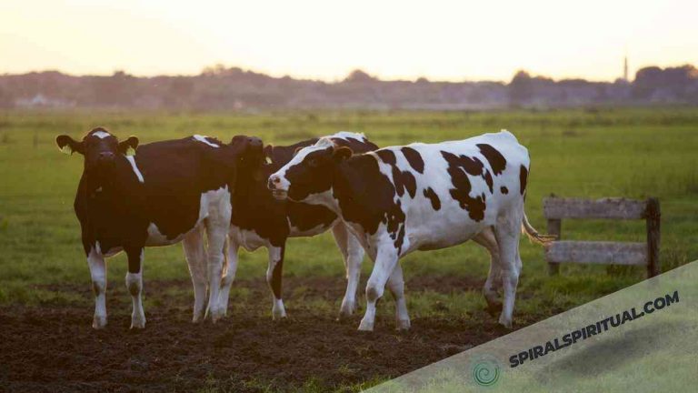 What Do Cows Symbolize Spiritually?