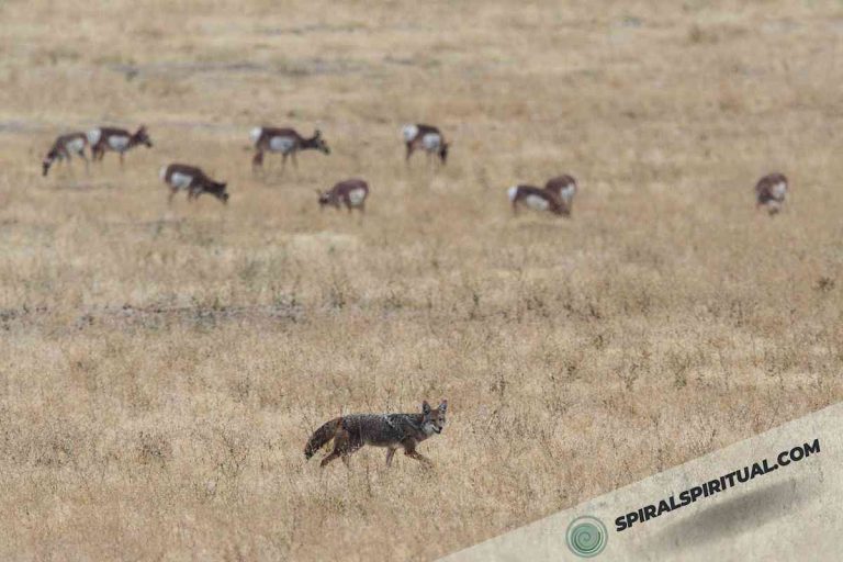 What Do Coyotes Symbolize Spiritually?