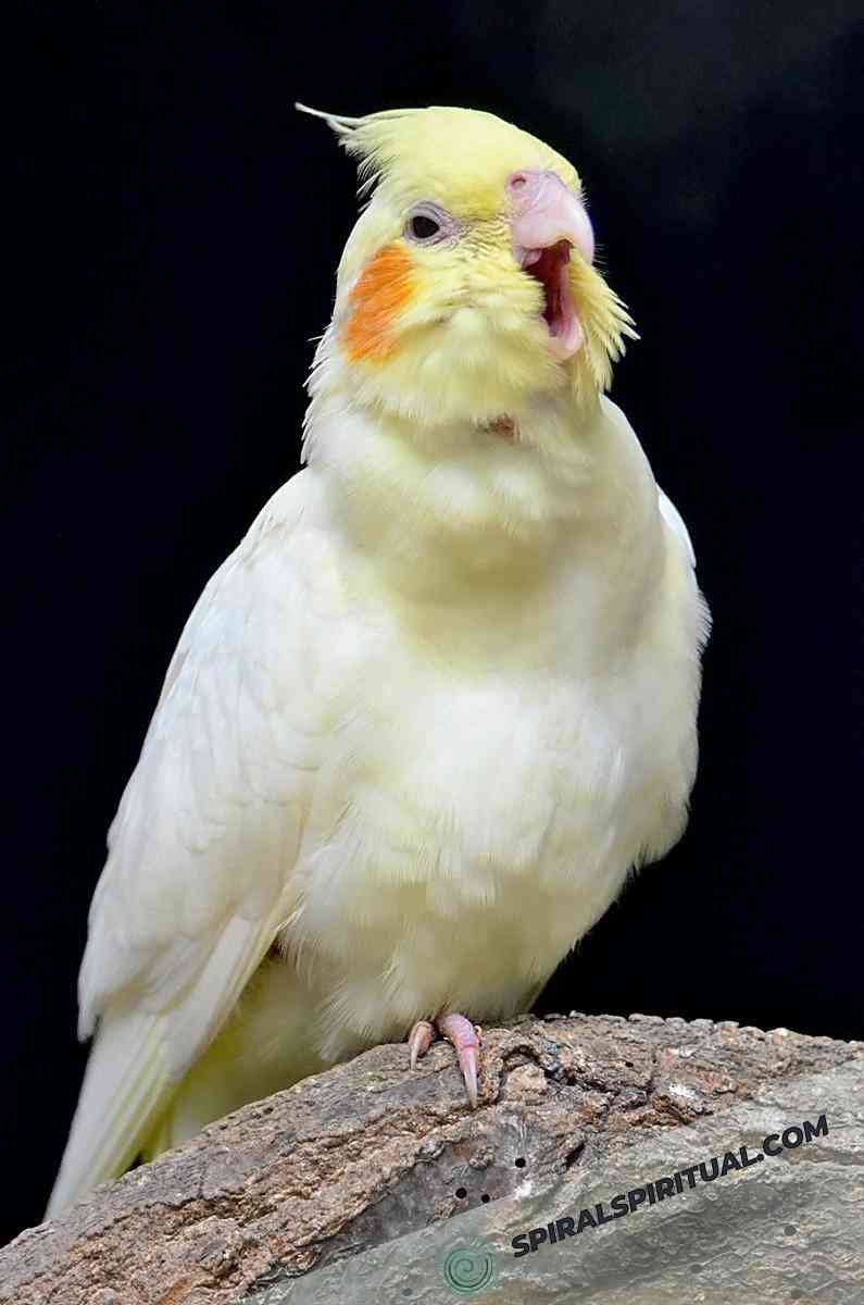 metaphysical significance of cockatiels 