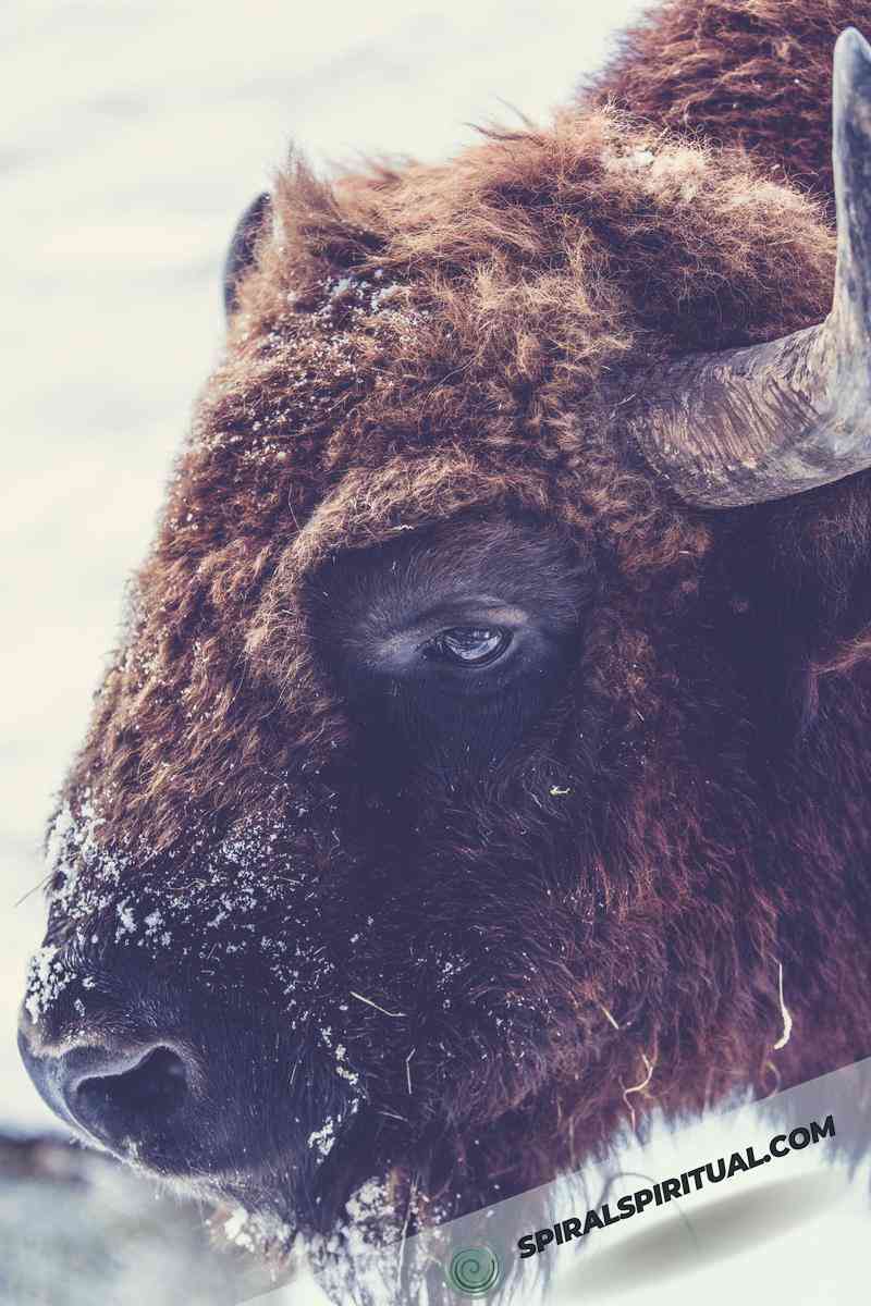 spiritual interpretations of the bison symbol 