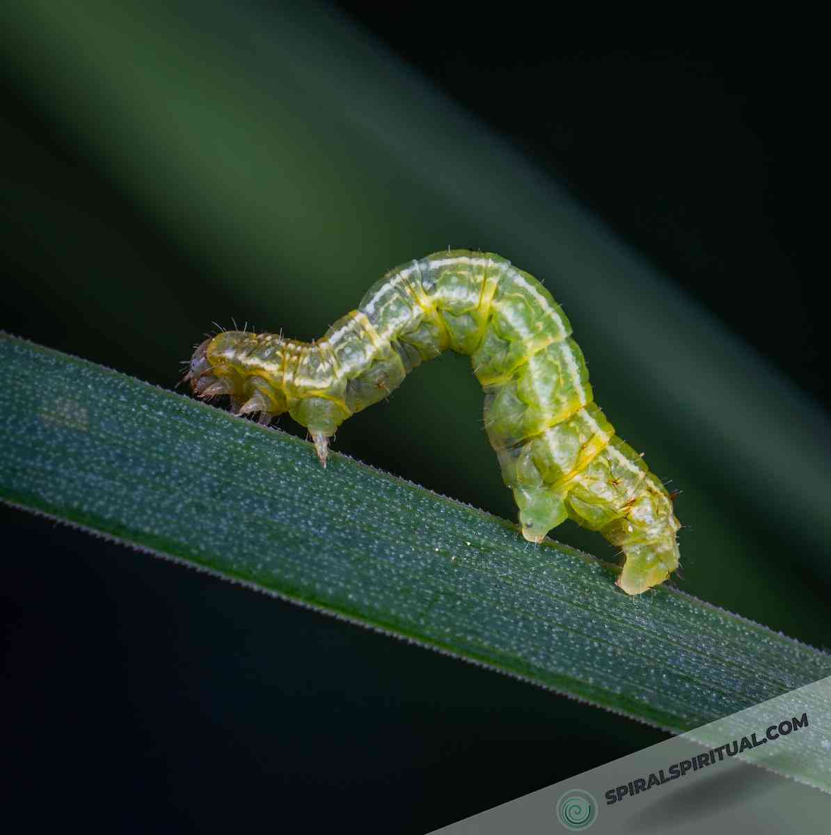 spiritual meaning of caterpillars 