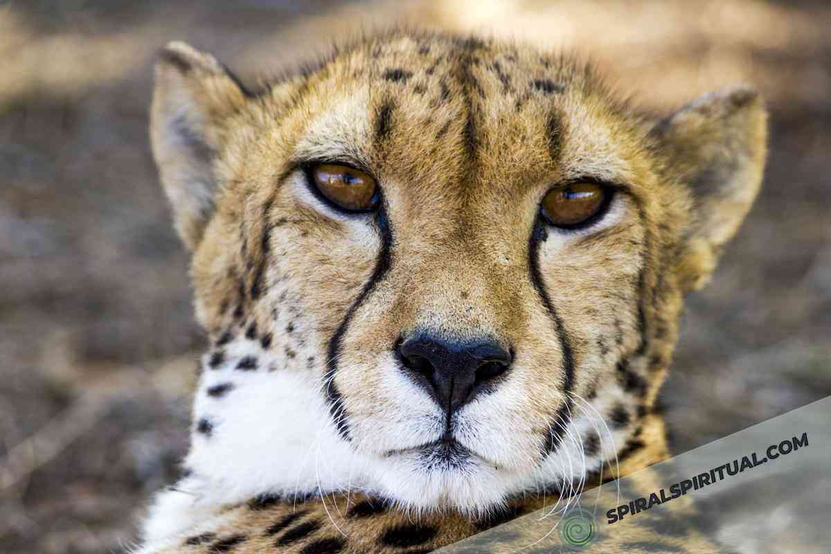 spiritual meaning of cheetahs 