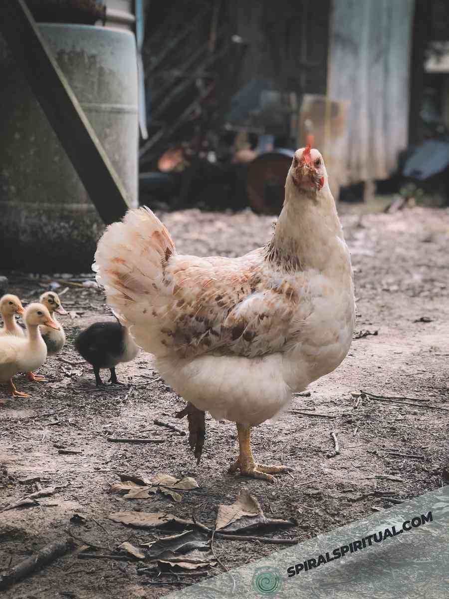 spiritual meanings associated with chickens 