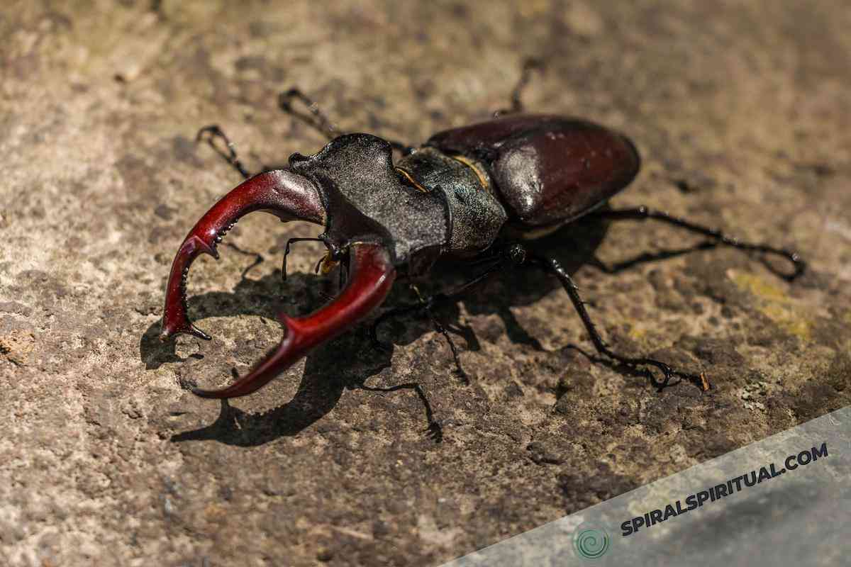 spiritual meanings of beetles 