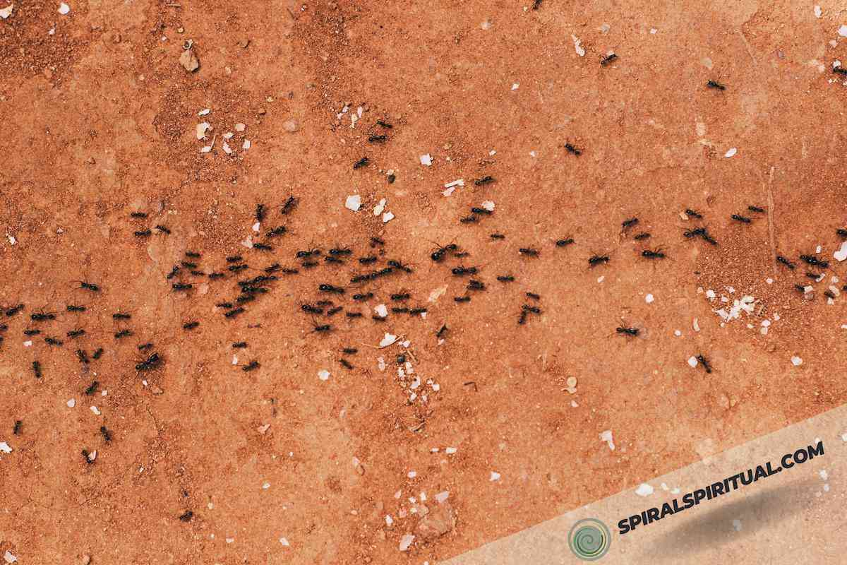 spiritual significance of ants 