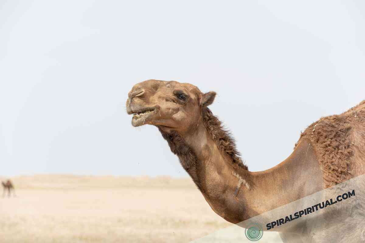 spiritual significance of camels 