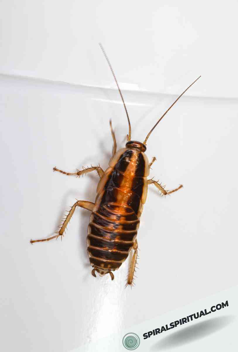 spiritual significance of cockroaches 
