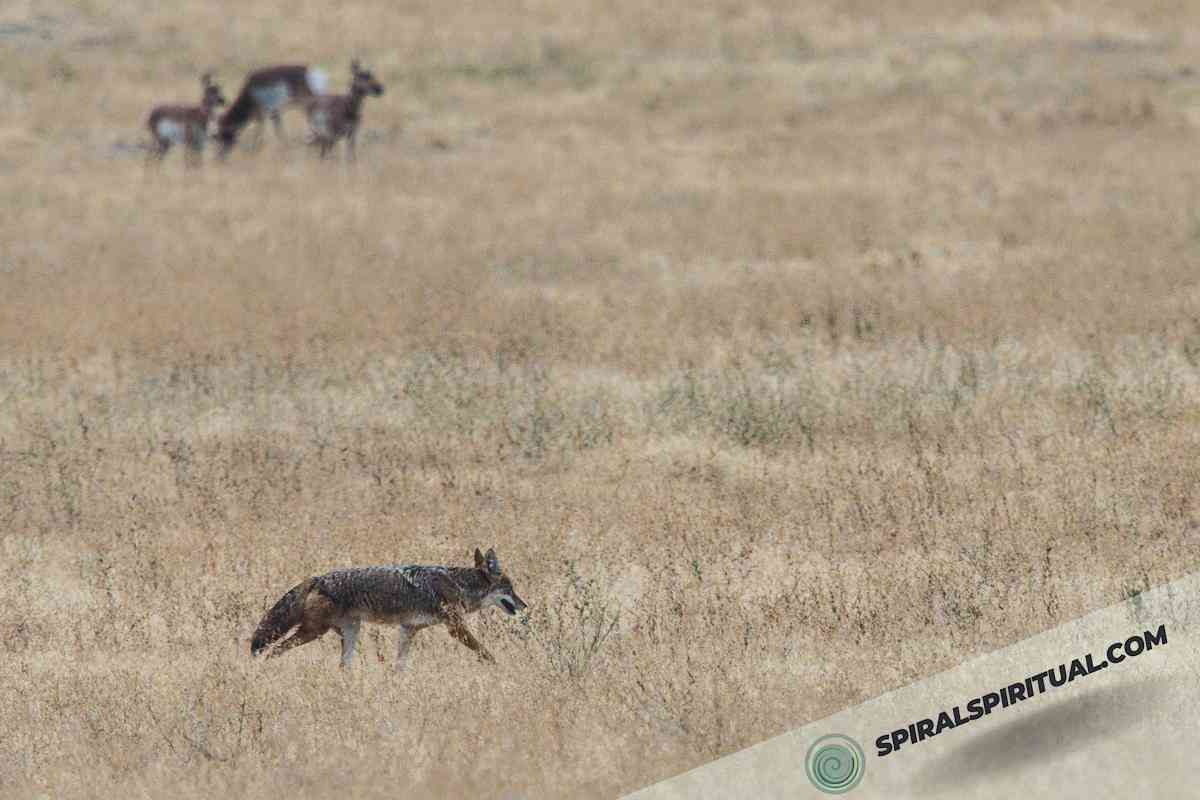 spiritual significance of coyotes 