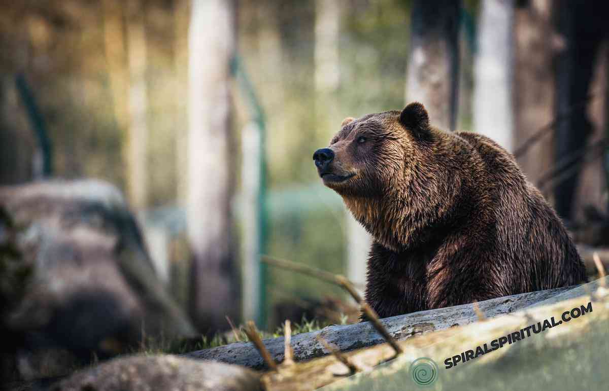 spiritual significance of the brown bear 