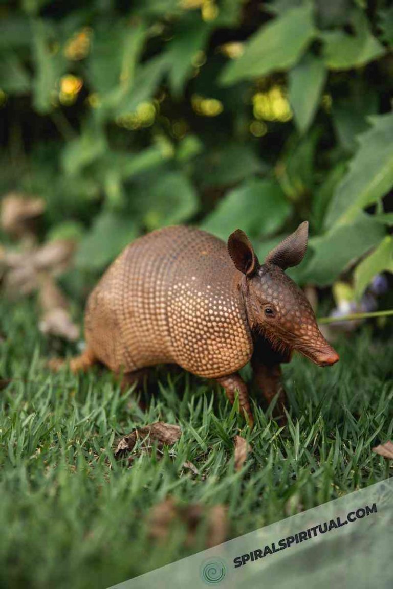 What Does an Armadillo Symbolize Spiritually?