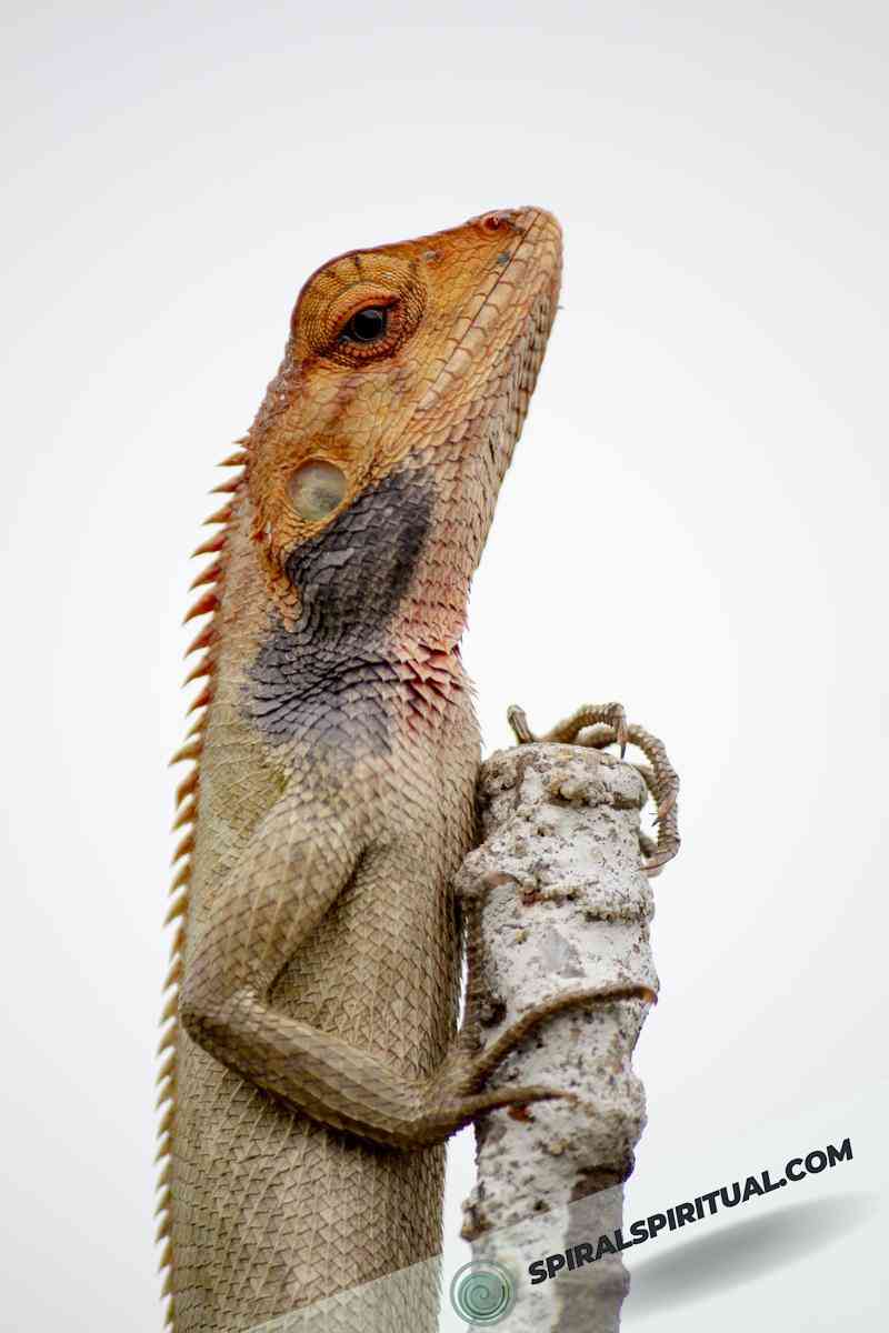 spiritual symbolism of bearded dragons 