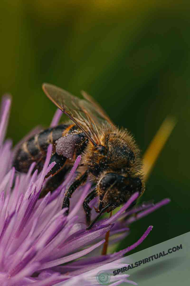spiritual symbolism of bees 