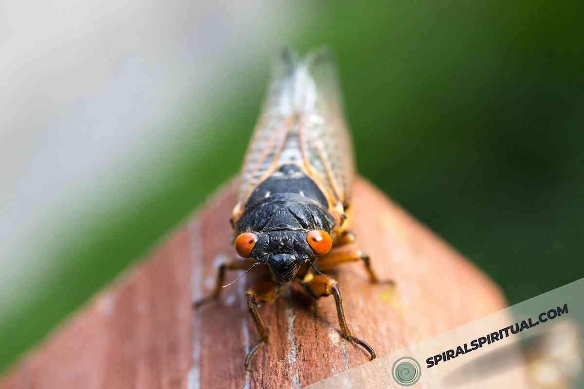 spiritual symbolism of cicadas 