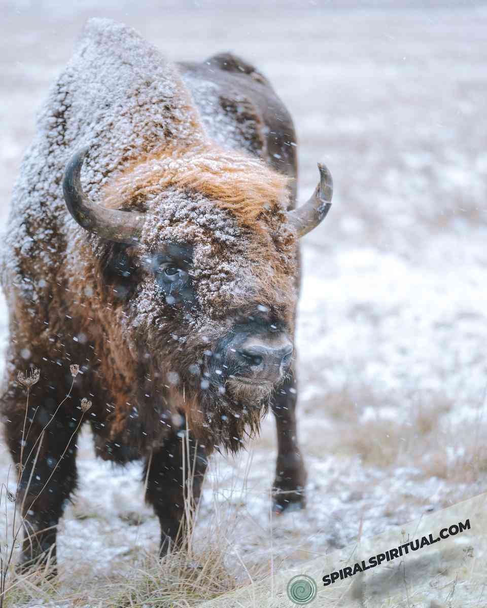 symbolic importance of bison in spirituality 