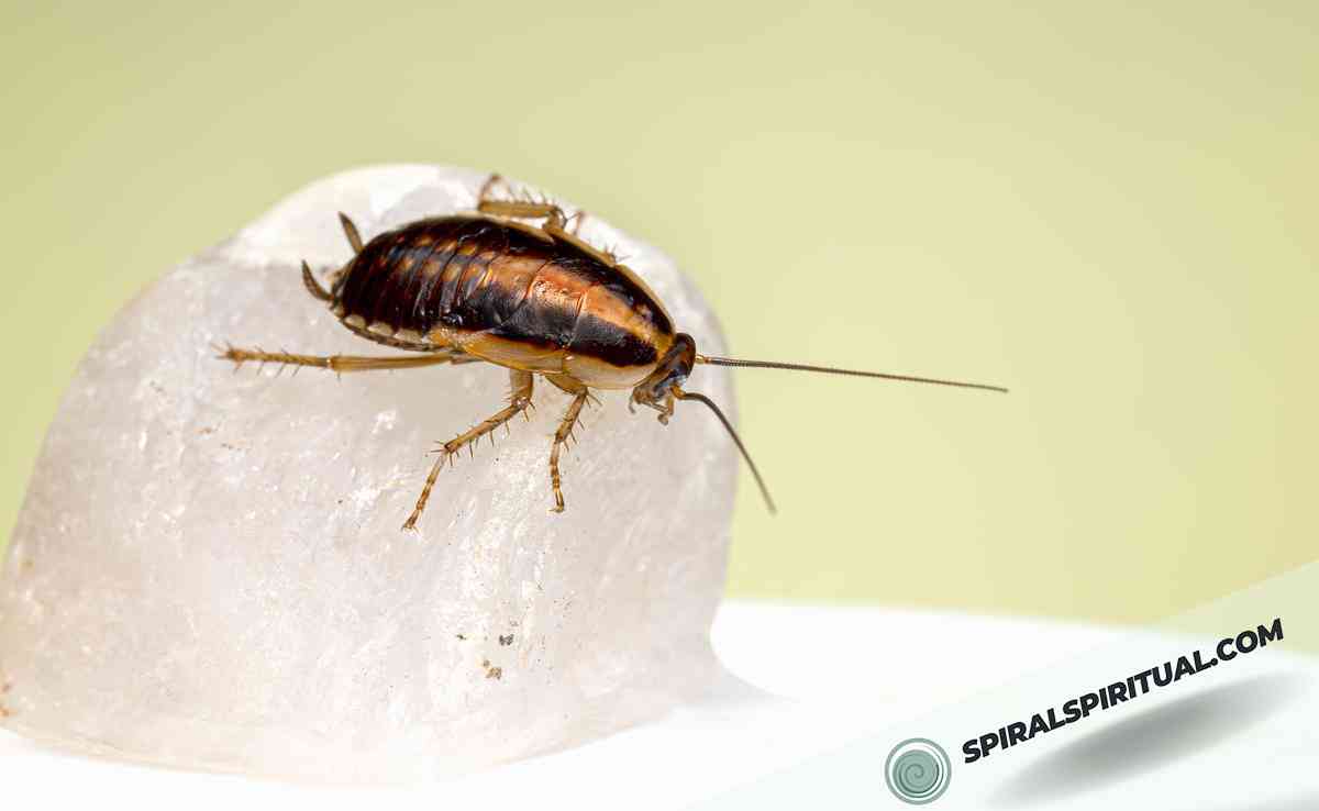 symbolic interpretation of cockroaches 