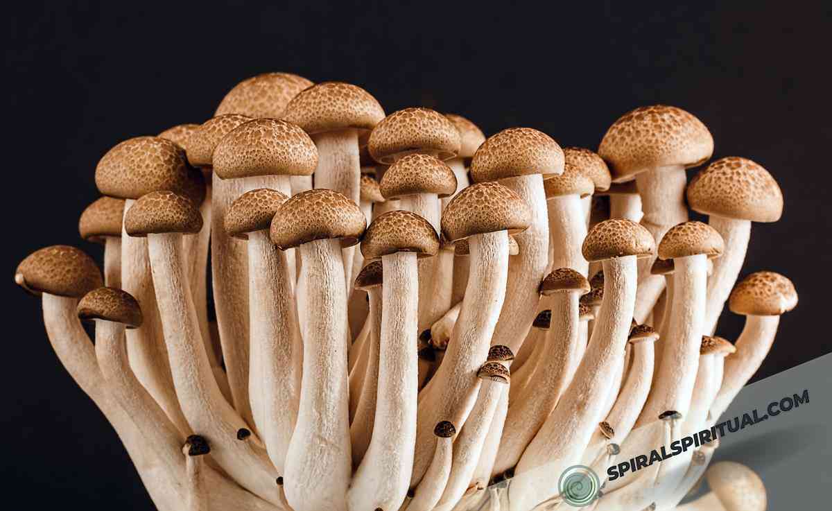 symbolic meaning of mushrooms 