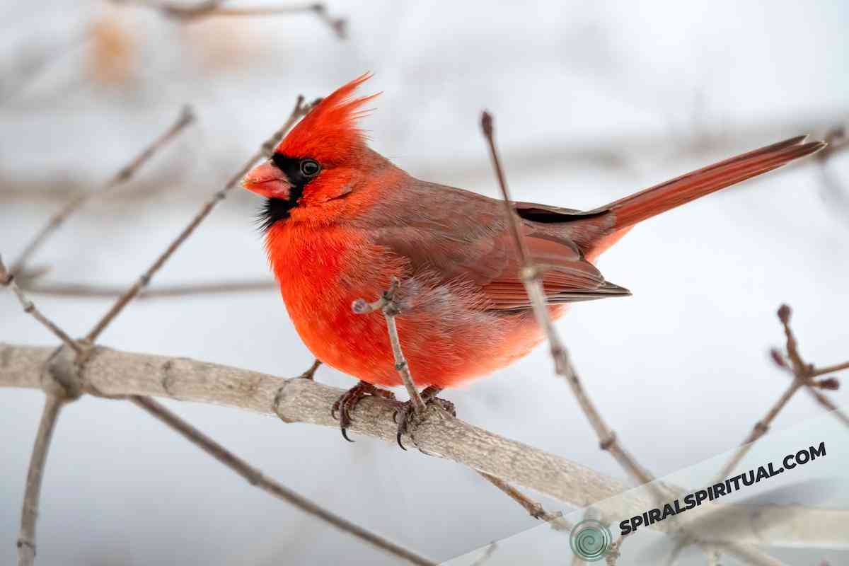 symbolism of cardinals in spirituality 