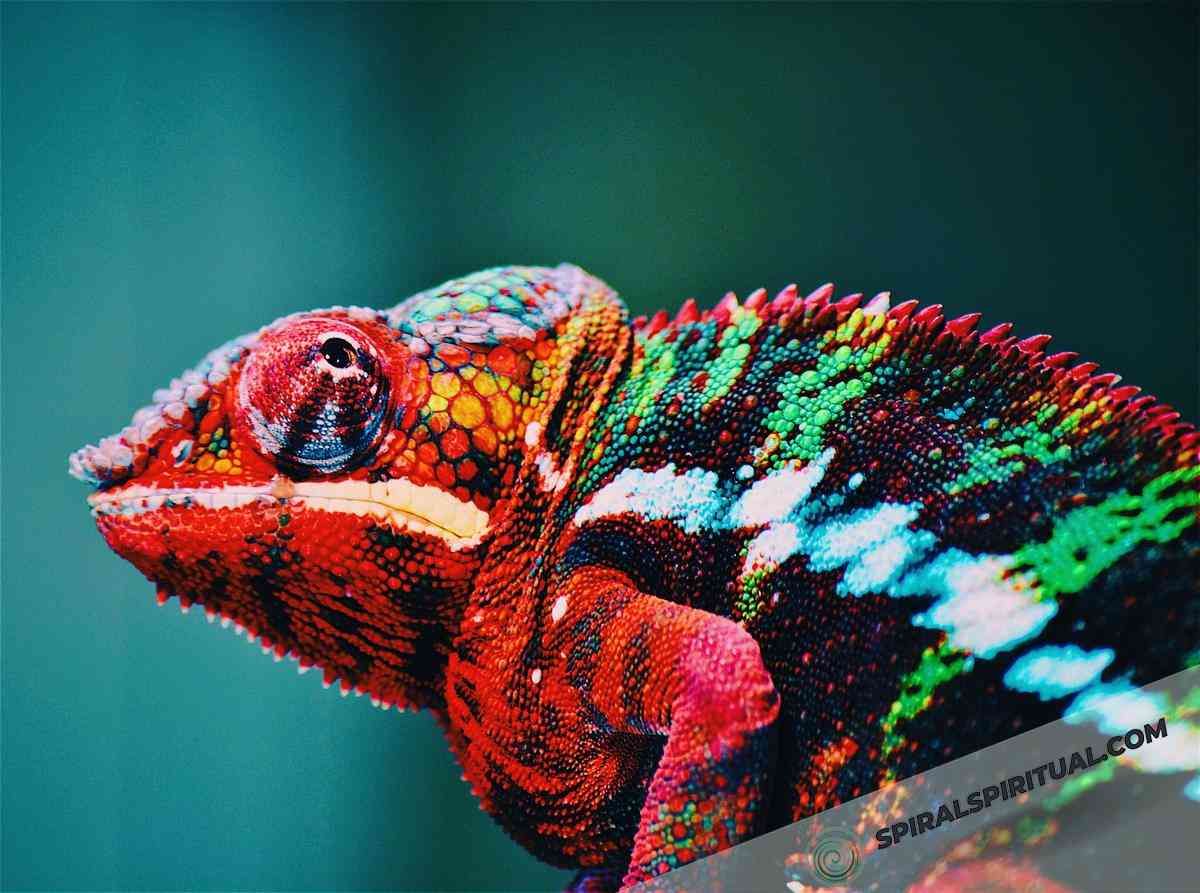 symbolism of chameleons 