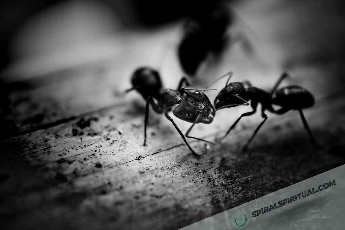 the spiritual symbolism of ants 