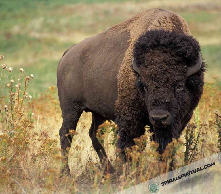 Bison Spiritual Meaning and Symbolism