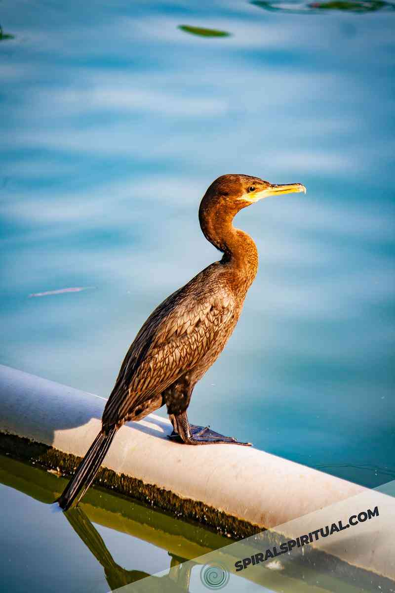 understanding cormorant symbolism 