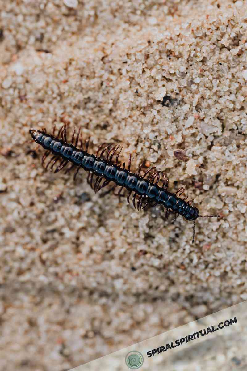understanding the spiritual meaning of centipedes 