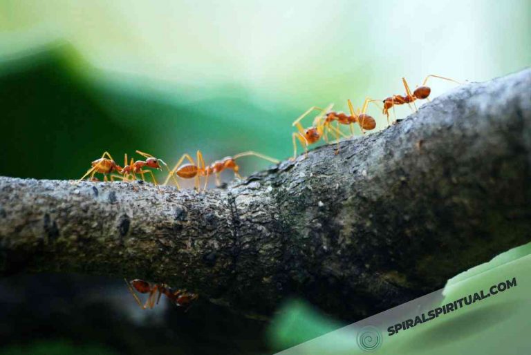 What Do Ants Symbolize Spiritually?