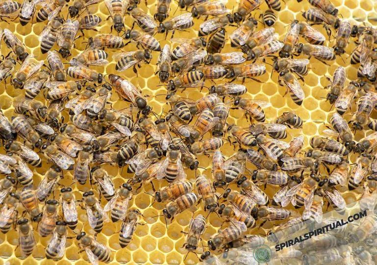 What Do Bees Symbolize Spiritually?