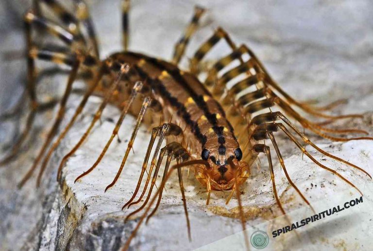 What Do Centipedes Symbolize Spiritually?