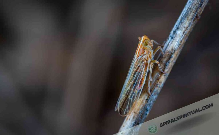 What Do Cicadas Symbolize Spiritually?