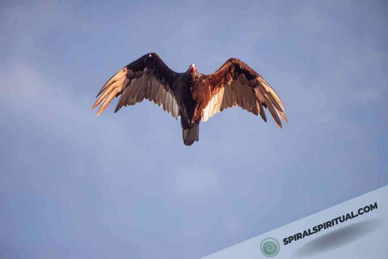 What Does the Condor Symbolize Spiritually?