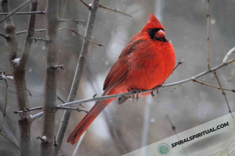 What Do Cardinals Symbolize Spiritually?