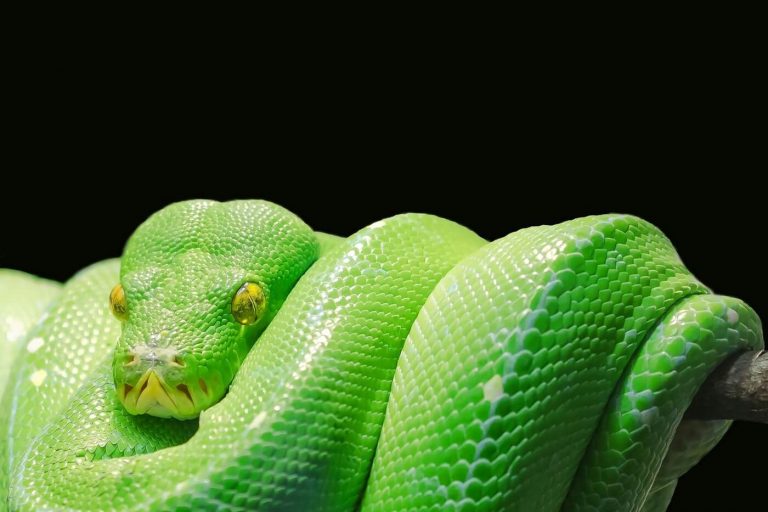 What Does a Python Symbolize Spiritually?